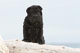 SHAR-PEI 509